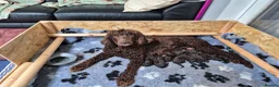 Irish Water Spaniel dogs for sale: Irish water spaniel in Craigavon - Advert 1
