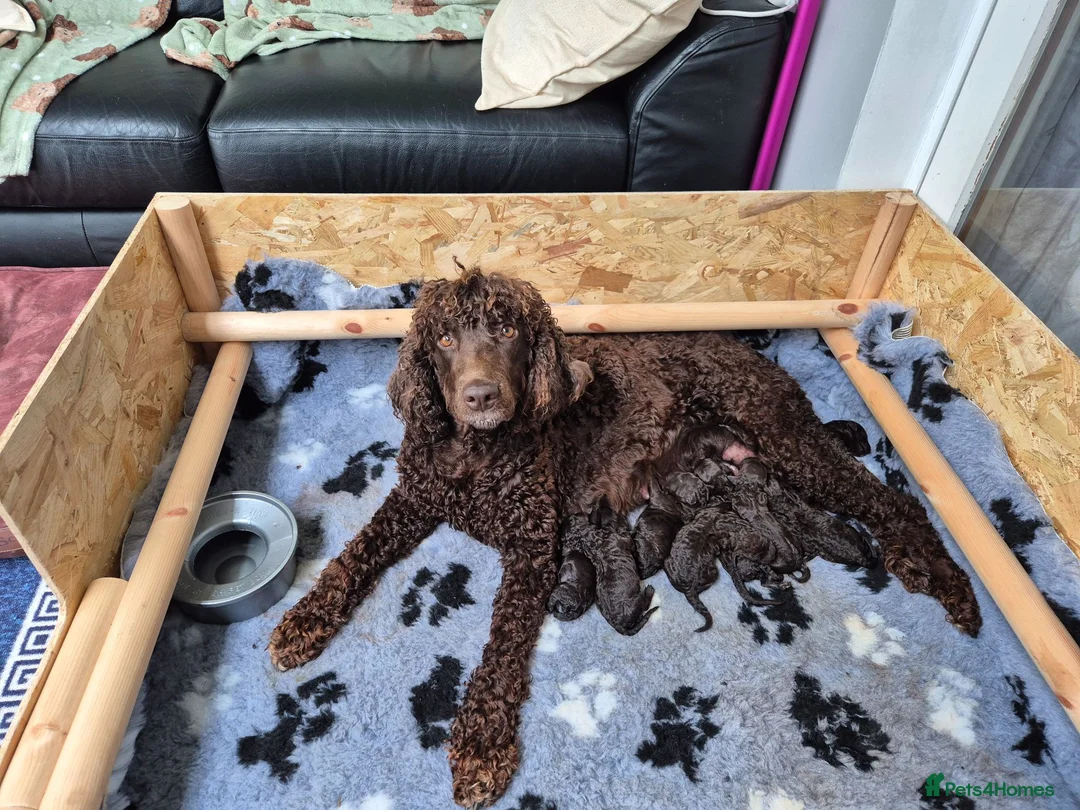 Irish Water Spaniel dogs for sale: Irish water spaniel in Craigavon - Advert 1
