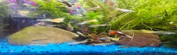 Other/Mixed Breed fish for sale: Guppies in Liverpool - Advert 8