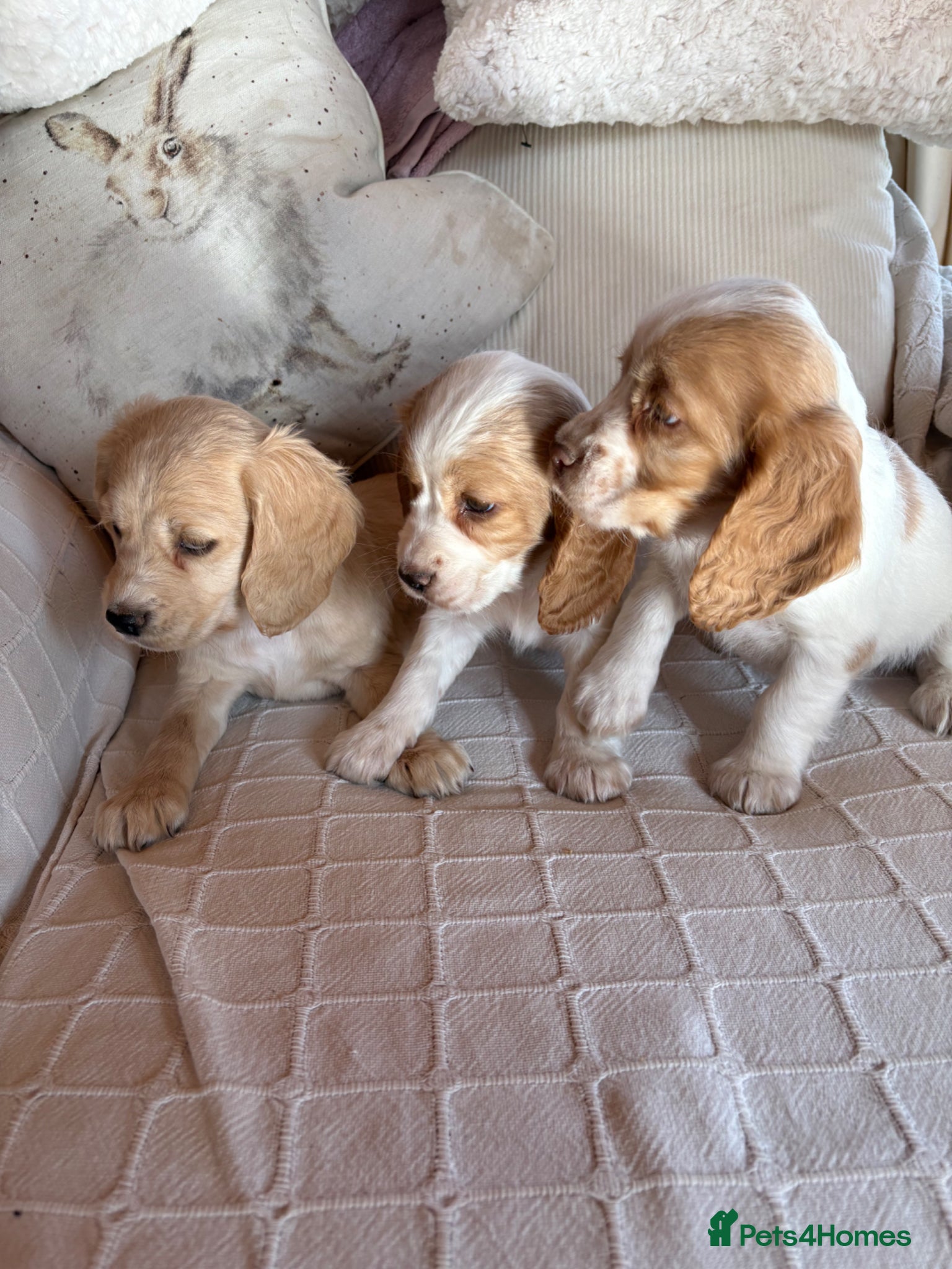 Cocker Spaniel dogs Lovely puppies  - Advert 18