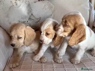 Cocker Spaniel dogs Lovely puppies - Advert 18