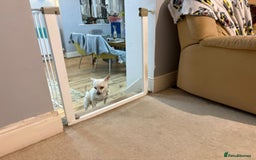 Chihuahua dogs for adoption: 🐾  BARRY - Friendly, Energetic Chihuahua Boy - Image 4