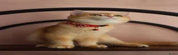 Scottish Fold cats for sale: Champion BL Stunning Scottish kittens  - Advert 13