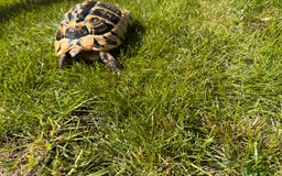 Hermann Tortoise reptiles for sale: Randy the tortoise!  - Image 2