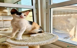 Arabian Mau cats for adoption: Female Rescue Cat for Adoption - Image 2