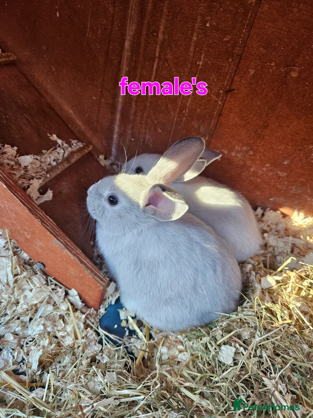 Dutch rabbits for sale: Mini lop x rex baby rabbits  - Advert 1