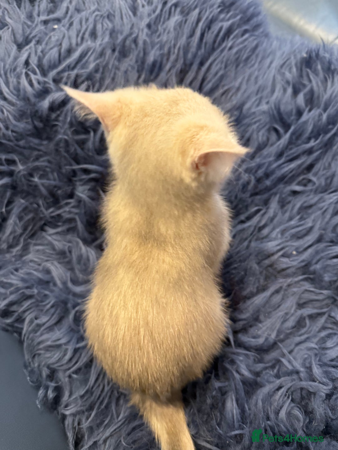British Shorthair cats for sale: Ready pure AY12, NY12 Corin BSH  - Image 35