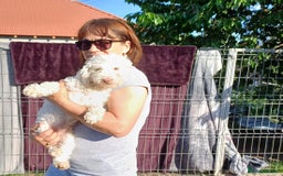 Yorkiepoo dogs for adoption: M.&K. - two inseparable friends for a Loving Home - Image 17