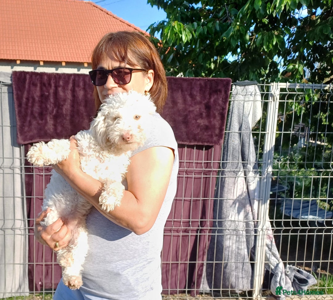 Yorkiepoo dogs for adoption: M.&K. - two inseparable friends for a Loving Home - Image 17