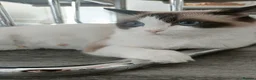 Ragdoll cats for sale: 4 pure ragdoll kitten ready to leave🐾 - Advert 6