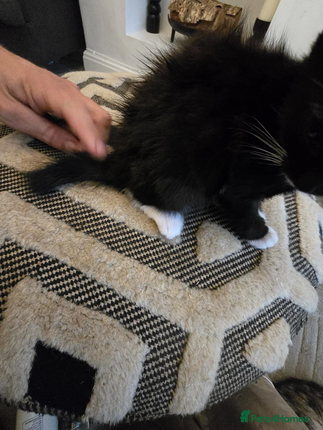 Mixed Breed cats for sale: 3 Black and white male kittens ready to leave  in Liverpool - Advert 9