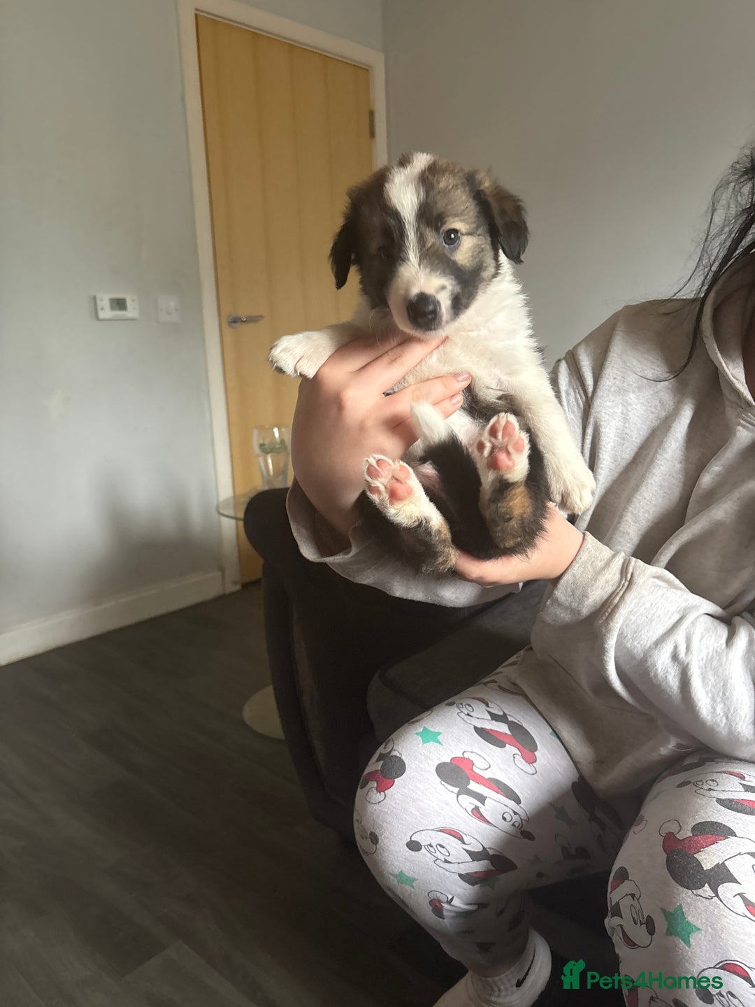 Border Collie dogs for sale: Collie puppies for sale - Image 4