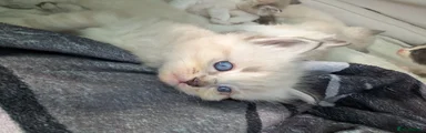 Ragdoll 2