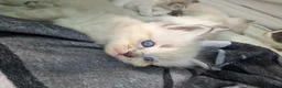 Ragdoll cats for sale: Ragdoll  - Advert 10