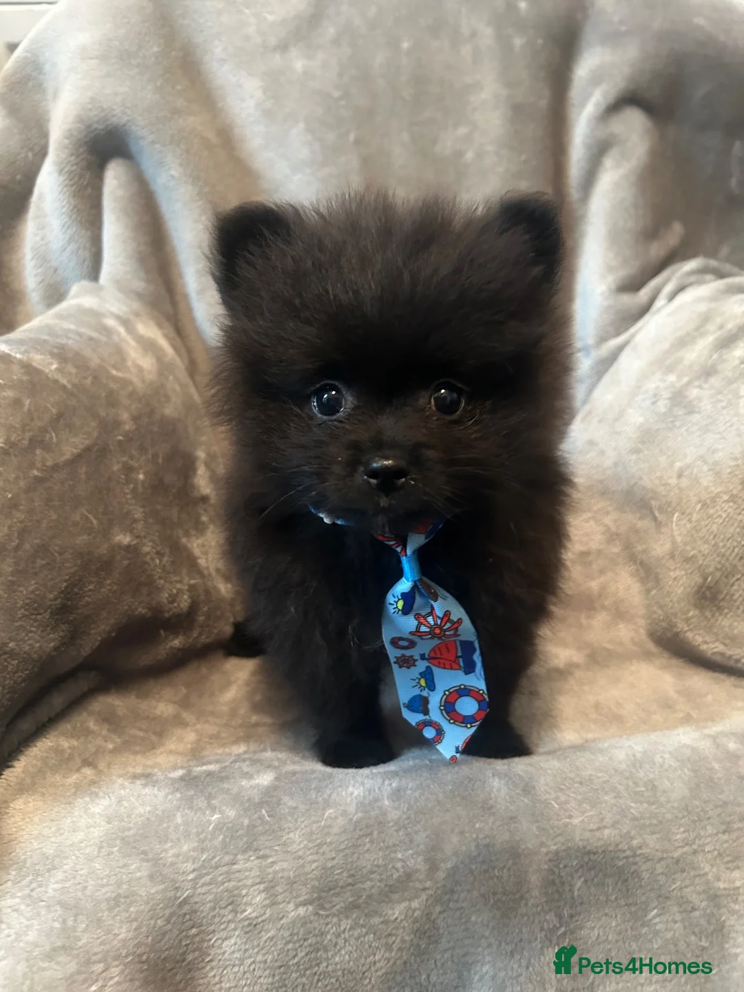 Pomeranian dogs for sale: Pomeranian puppies - Advert 7