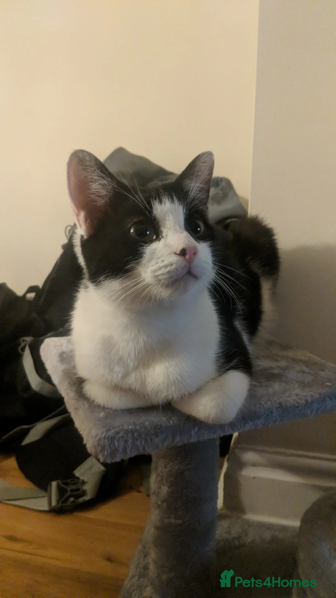 Domestic Shorthair cats for sale: Matches  - Advert 5