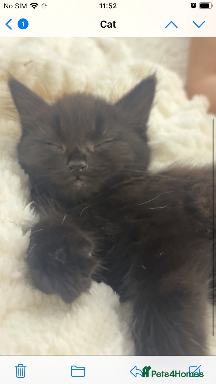 Mixed Breed cats Fluffy kittens  - Advert 4