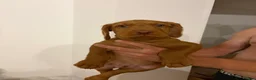 Hungarian Vizsla dogs for sale: Wirehaired Hungarian Vizsla - Advert 9