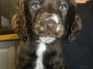 Cocker Spaniel dogs Working cocker spaniel puppies for sale - Advert 2
