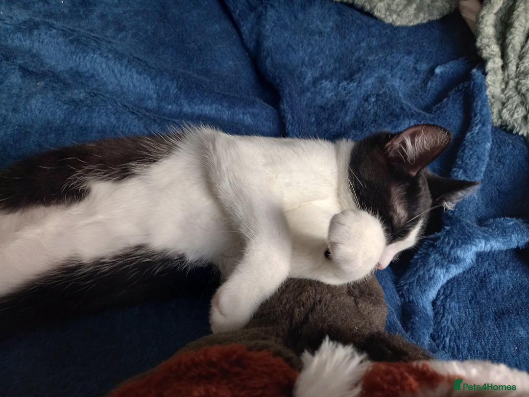 Mixed Breed cats for sale: 2 kittens for rehoming  - Image 2