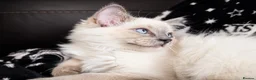 Ragdoll cats for sale: STILL WAITING  - Advert 7