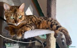Bengal cats for sale: Stunning Friendly soft Bengal girl  in London - Image 1