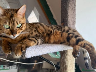 Bengal cats in London - Advert 6