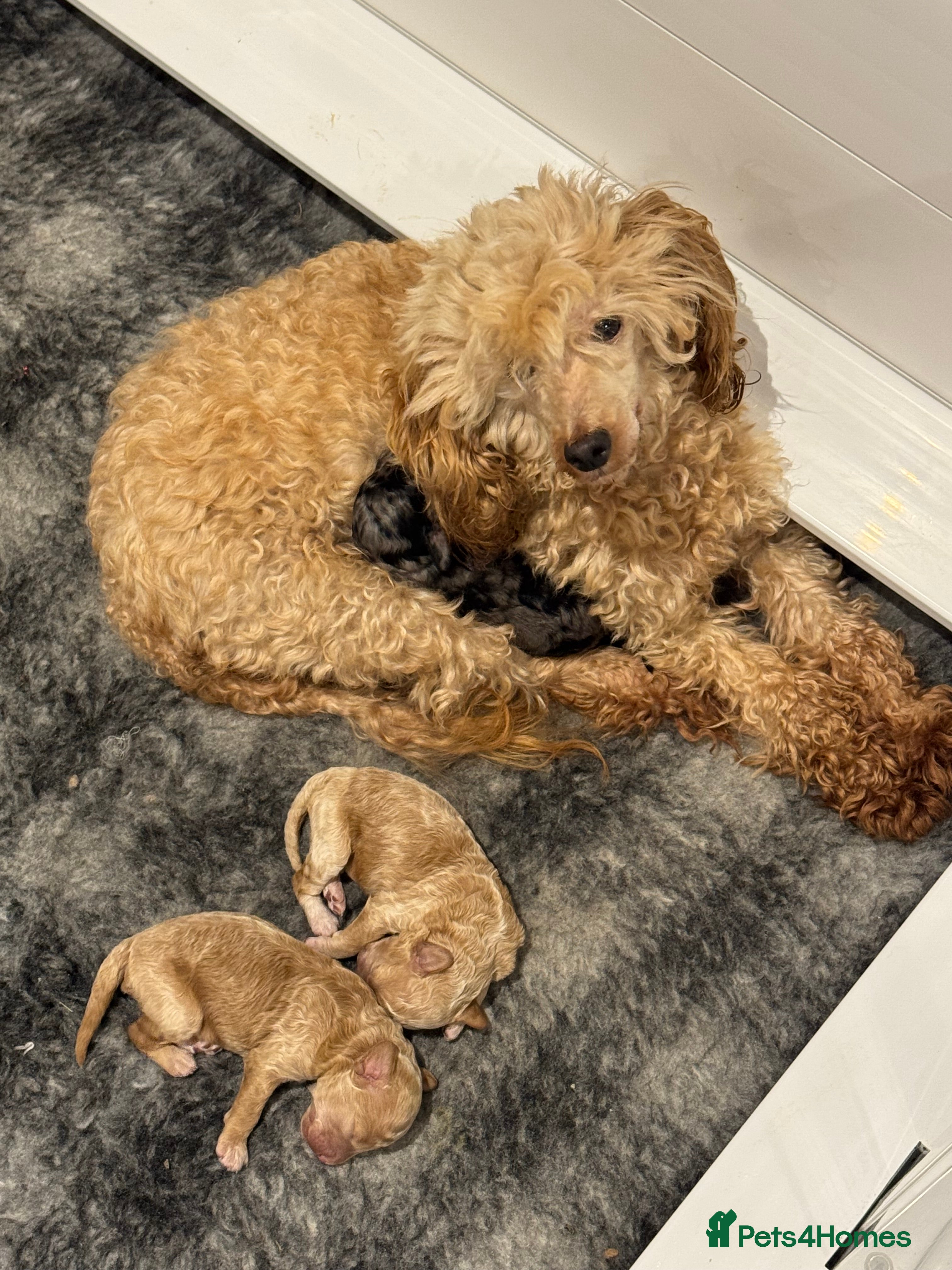 Toy Poodle dogs Toy poodle puppies - Advert 10