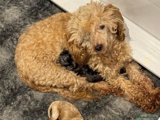 Toy Poodle dogs Toy poodle puppies - Advert 6