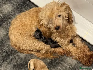 Toy Poodle dogs Toy poodle puppies - Advert 4