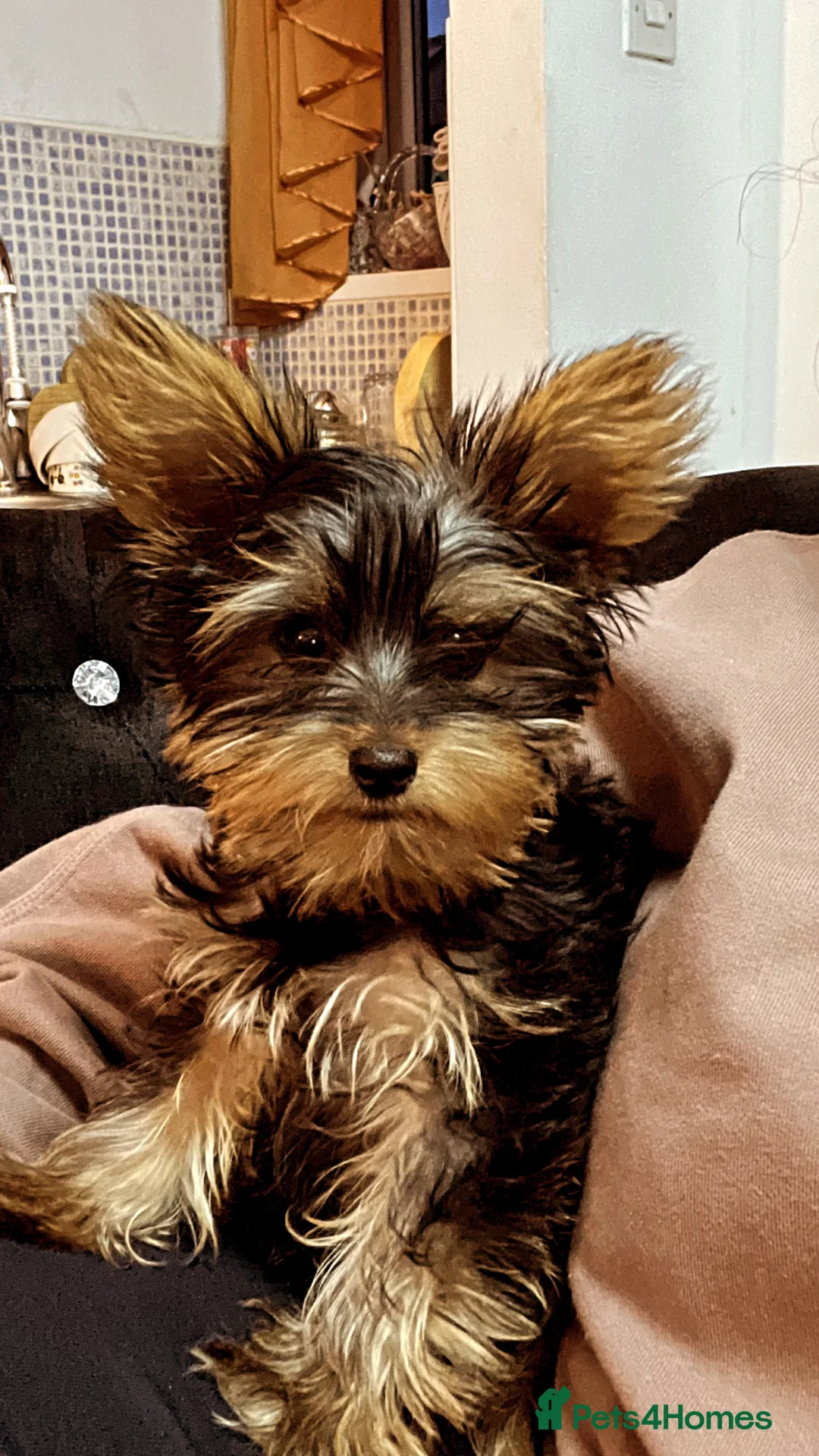 Yorkshire Terrier dogs for sale: Mini Yorkshire 4 months old  - Advert 2