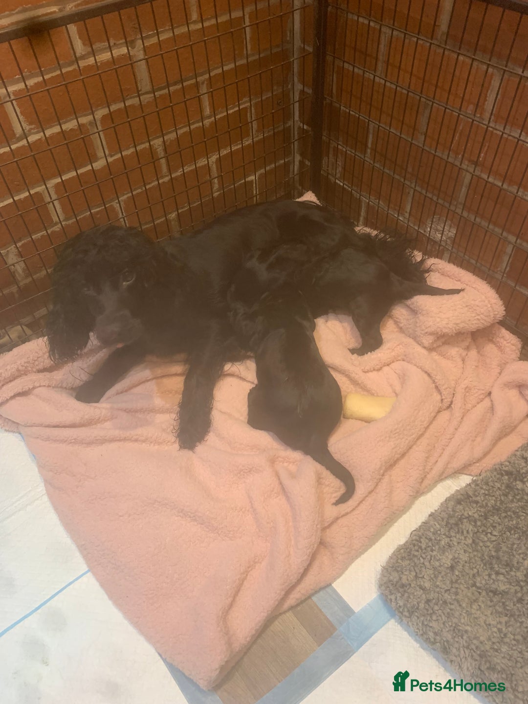 Cocker Spaniel dogs for sale: Cocker spaniel puppies  - Image 6