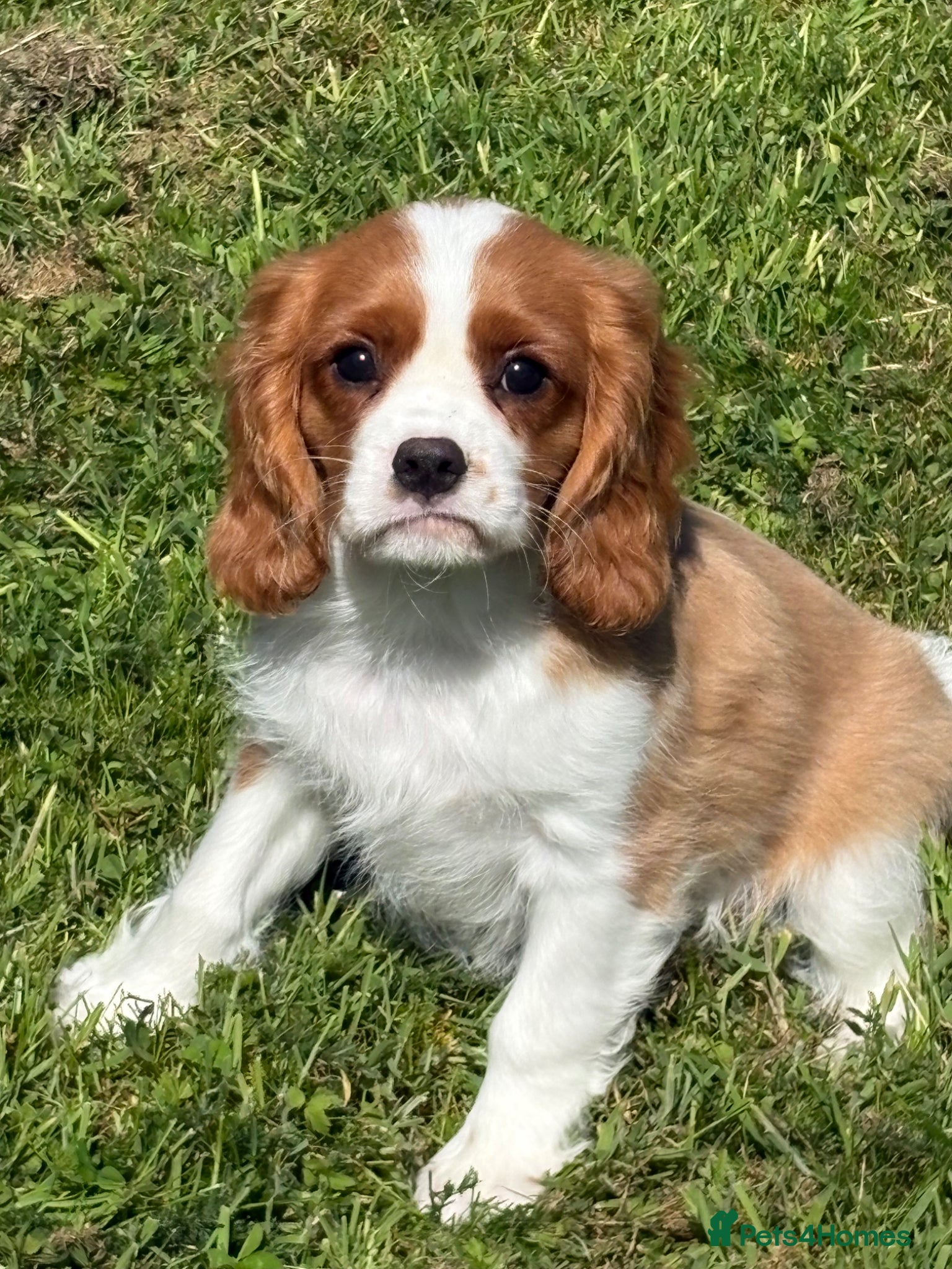 Cavalier King Charles Spaniel dogs Extensively health tested cavalier pups  - Advert 2