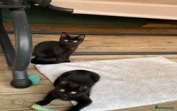 Mixed Breed cats for sale: Ready for forever homes NOW - Image 21