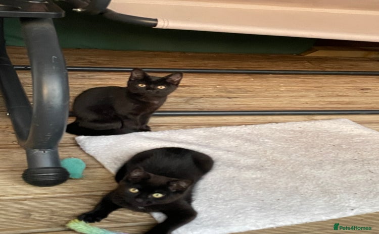 Mixed Breed cats - Advert 8