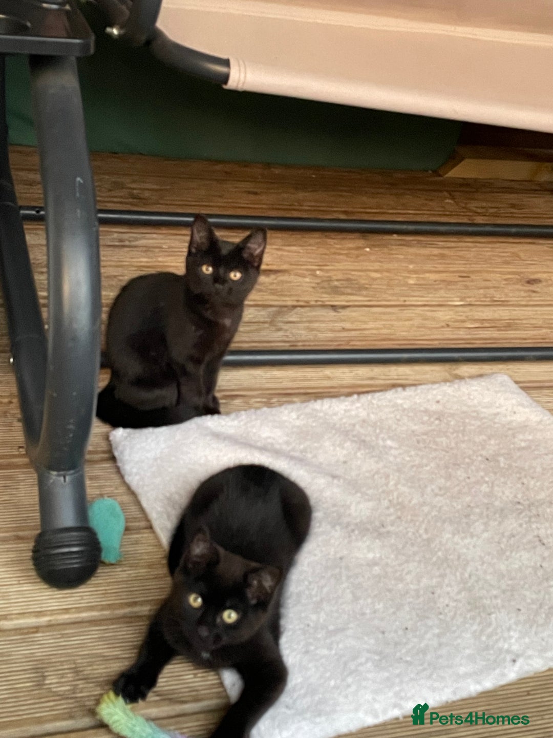 Mixed Breed cats for sale: Ready for forever homes NOW - Image 21