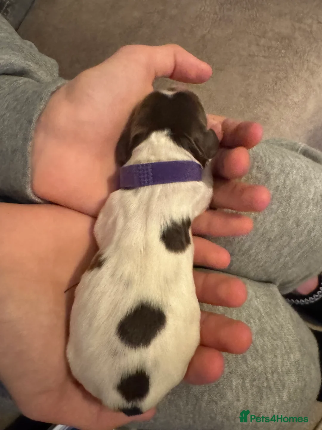 English Springer Spaniel dogs for sale: Adorable KC Registered Springer Spaniel Puppies - Advert 7