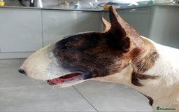 English Bull Terrier dogs for stud: Bull terrier proven stud dog  in Sheffield - Image 16