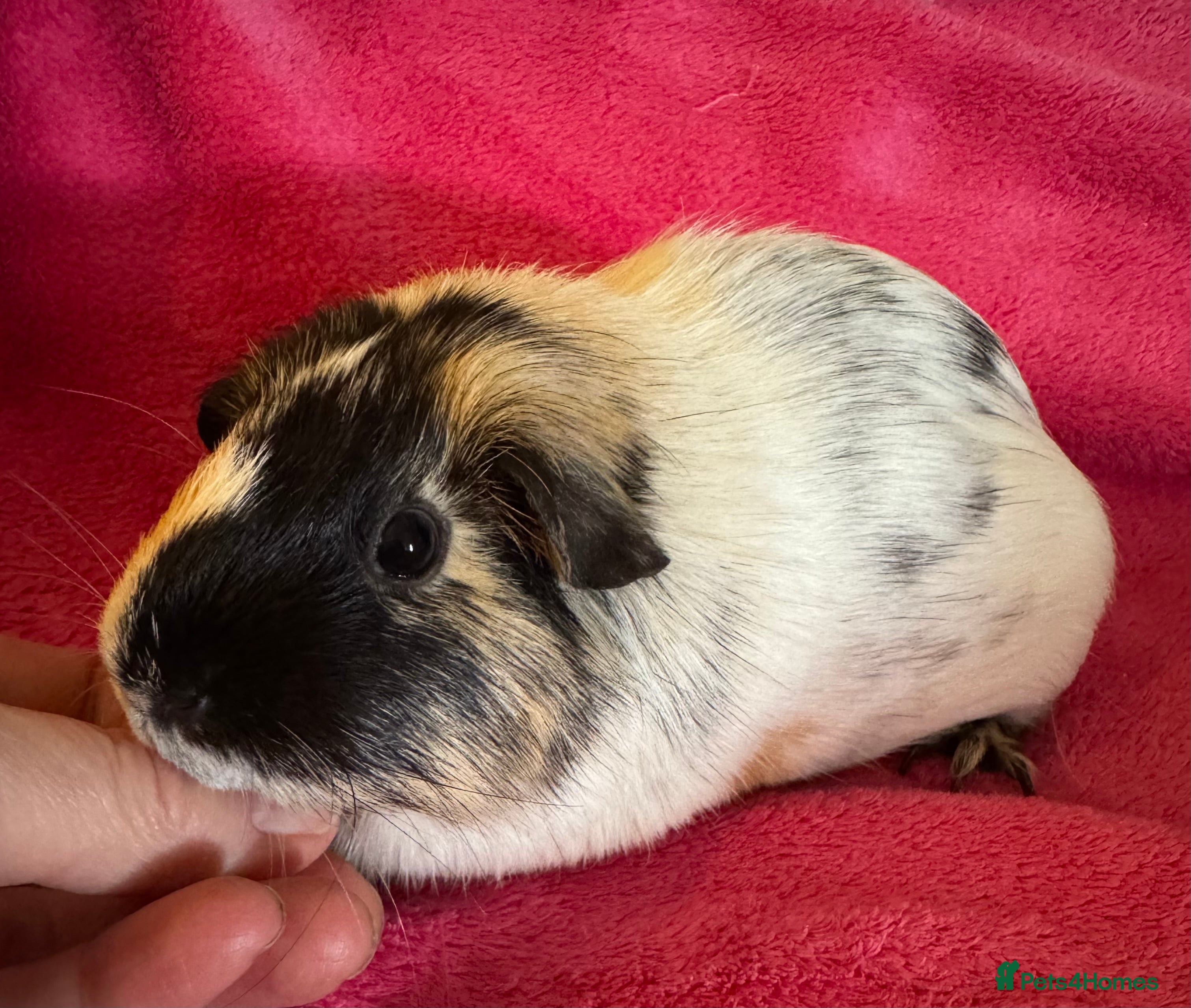 Guinea Pig rodents Female guinea pig Tri coloured dalmation  - Advert 19