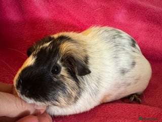 Guinea Pig rodents Female guinea pig Tri coloured dalmation - Advert 19