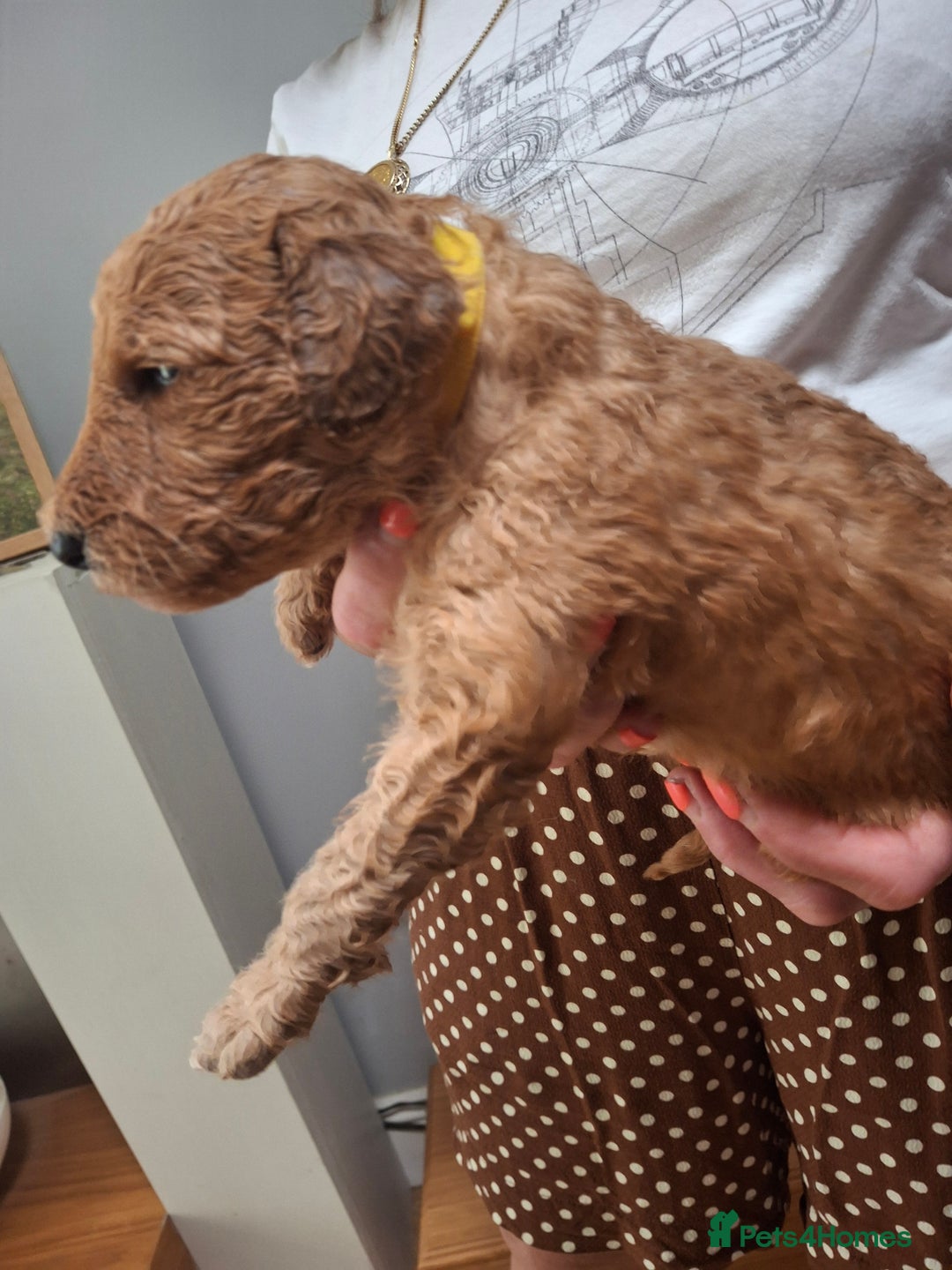 Standard Poodle dogs for sale: Standard poodle pups dark apricot or cream - Image 7