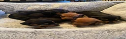 Dachshund dogs for sale: Miniature dashund  - Advert 4