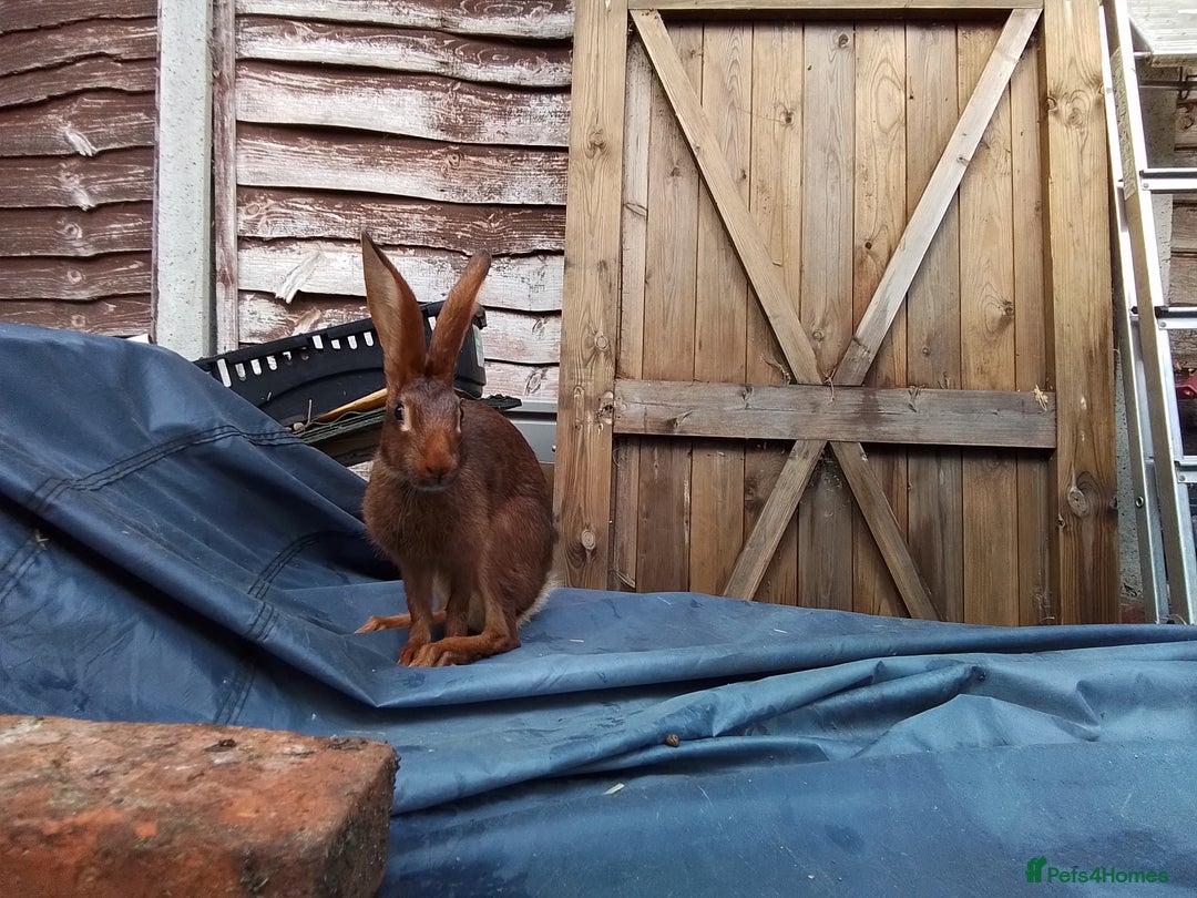 Belgian Hares rabbits for sale: BELGIAN HARE - Image 2