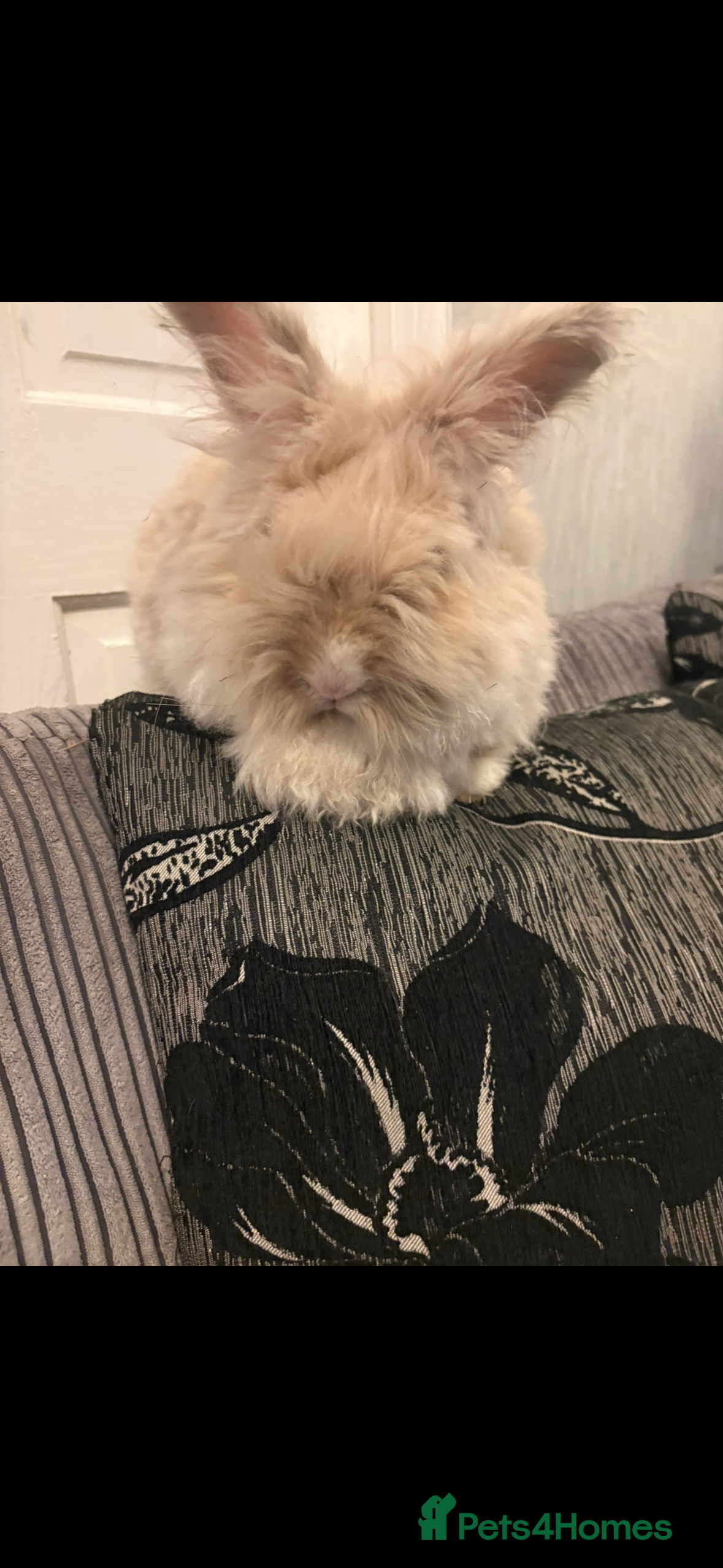 Mini Lion Lop rabbits Angora bunny rabbit  - Advert 3