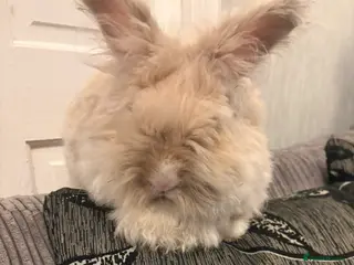 Mini Lion Lop rabbits Angora bunny rabbit - Advert 7