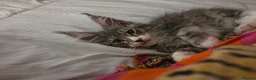 Maine Coon cats for sale: Top quality Mainecoon girls..Tica reg  - Advert 36