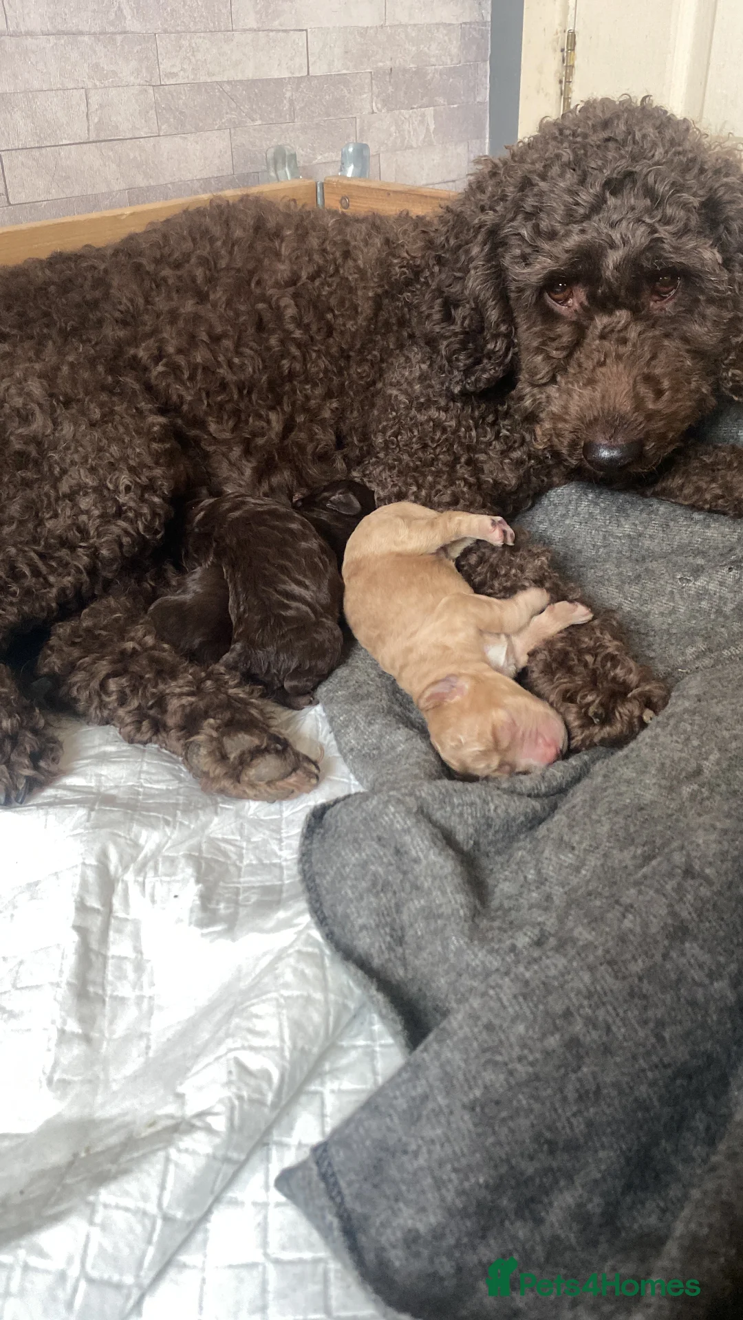 Cockapoo dogs for sale: 2x male cockapoos 1 golden 1 brown  in Northallerton - Advert 2