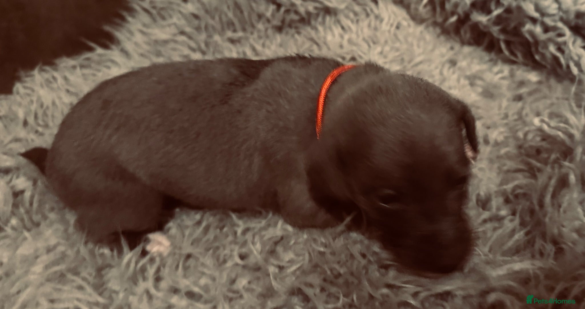 Whippet dogs for sale: 💙 Stunning KC Registered Blue Whippet Puppies  - Advert 16