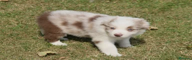 Border Collie 1
