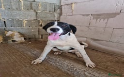 Mixed Breed dogs for adoption: NALA, a Lovely Girl - for a Loving Home - Image 10